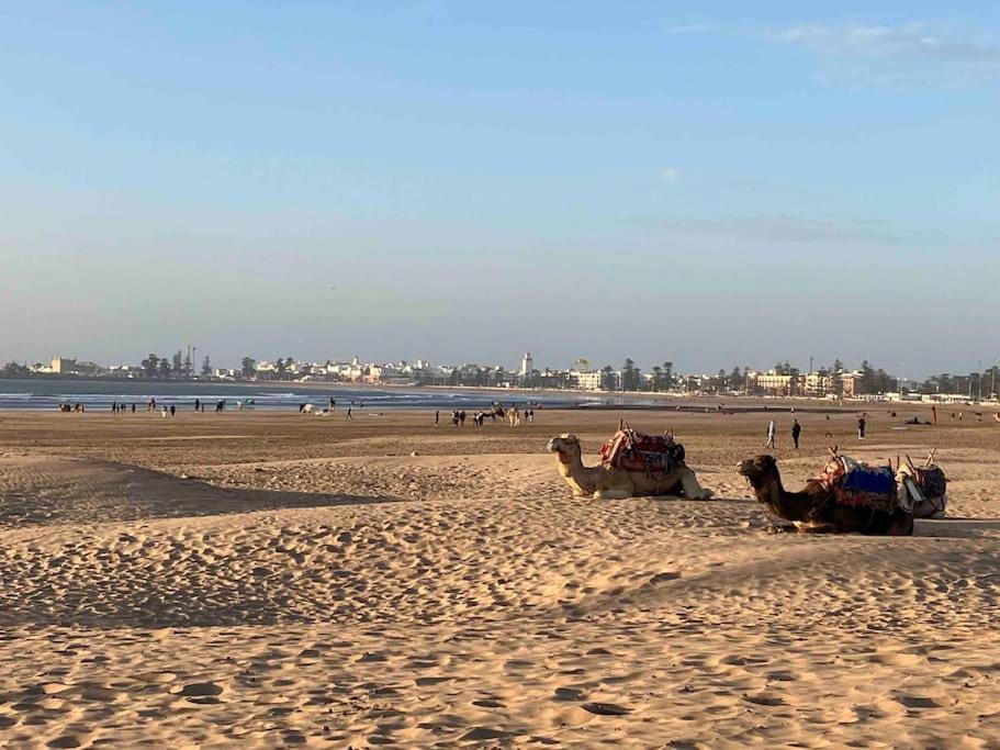 Dar Aya Essaouira Apartment Ngoại thất bức ảnh